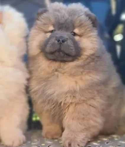 Filhote de chow chow o ursinho fofo que todos querem abraçar 