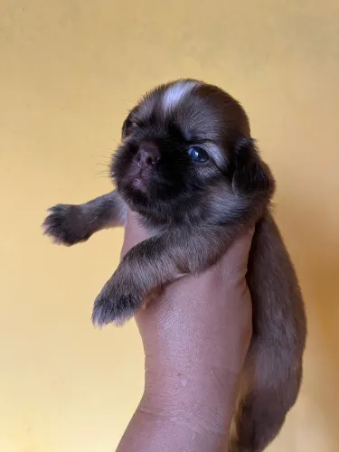 SHIH TZU MACHINHO 