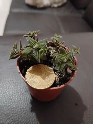 Cactos suculentas coleção Crassula capitella - castelinho de Buda