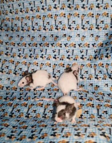 Topolinos Puros - MINI Roedor