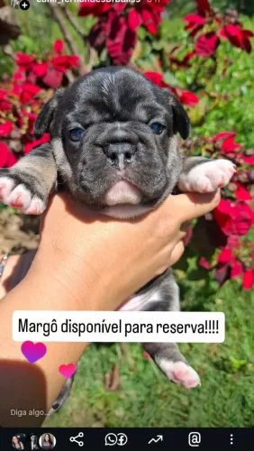 Bulldog francês