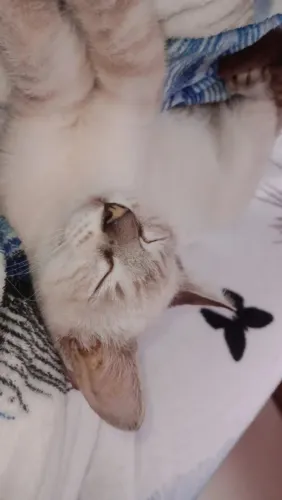 doação de gatinho macho , o branquinho que está na foto é um gatinho da raça siamês tigrad