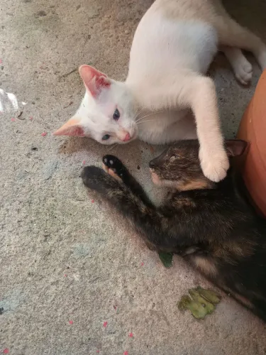 Gostaria de doar gatinhos