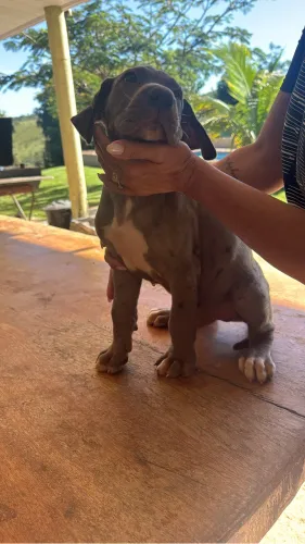 FILHOTES DE DOGUE ALEMÃO 