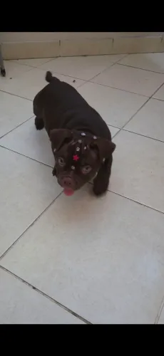 American bully micro fêmea com pedigree