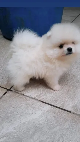 Cachorro Lulu da Pomerania nova fase com pet ideal, para voce!