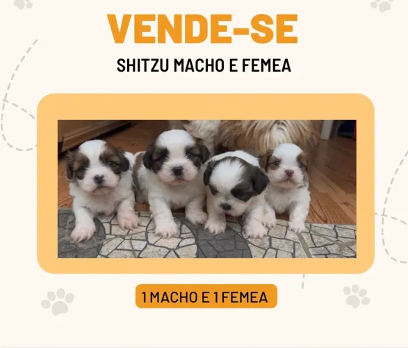 Filhote de  Shitzu original 