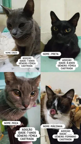 Adoção responsável