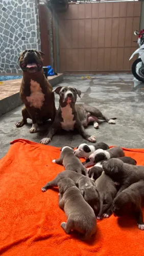 American Staffordshire terrier. (Não é Pitbull, american bully ou pitmonster).