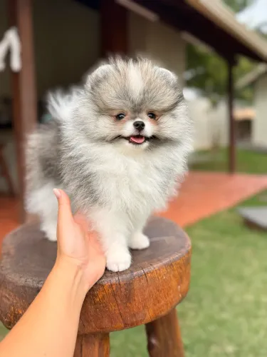 Spitz alemão anão machinho Partcolor Laranja 