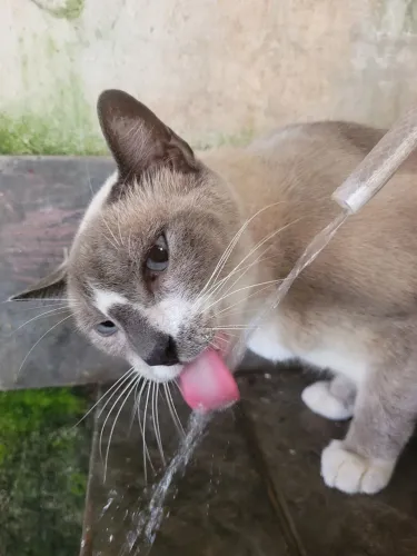 Doação de gato castrado e vacinado