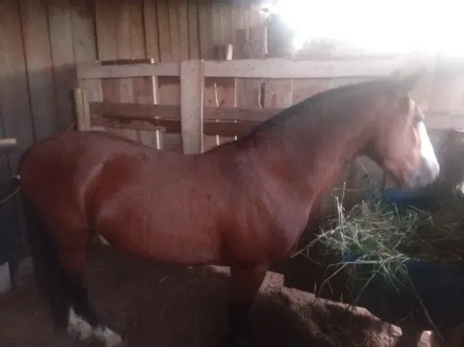 Cavalo