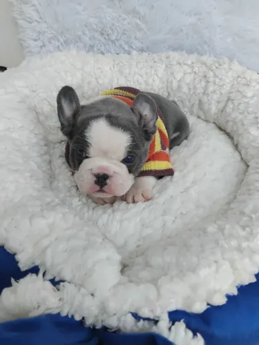 Buldogue francês blue para o Dia dos namorados 