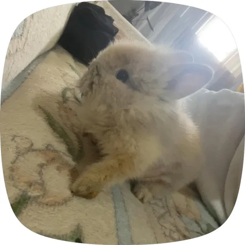 Vende se coelha mini