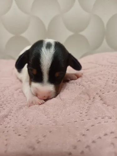 Filhotes de Dachshund  piebald 