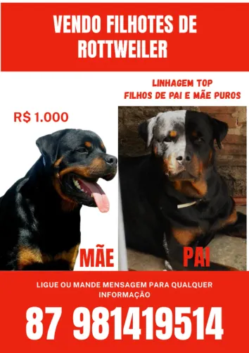 Filhotes de rottweiler