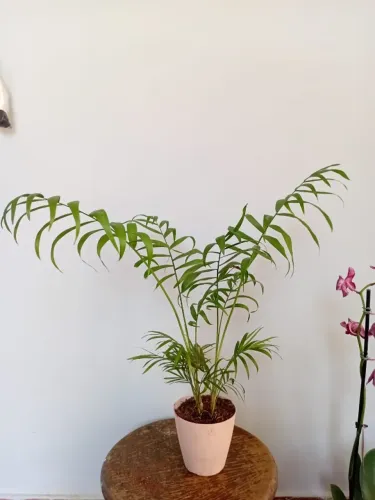Plantas (Samambaia, Jiboia, Costela de adão, Lirio, Palmeira, Rosa do Deserto) FAZ ENTREGA