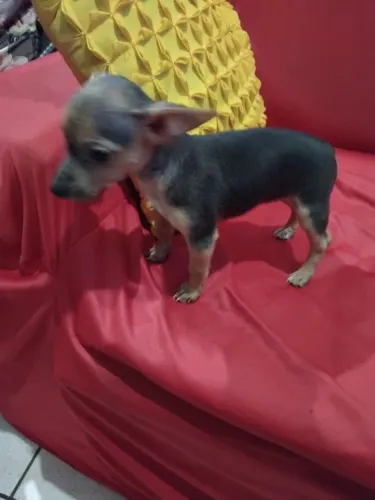 Filhotes de pinscher