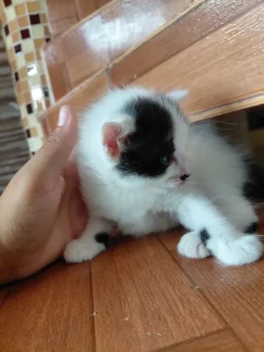 Gatinho filhote para adoção responsável