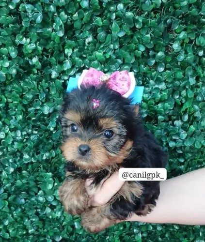 Filhotes de Yorkshire terrier micro com pedigree!