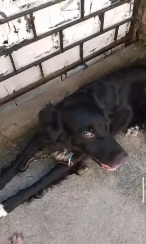 Cachorra doação 