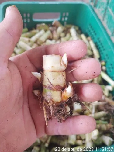 Gemas ,capim brs kurumim