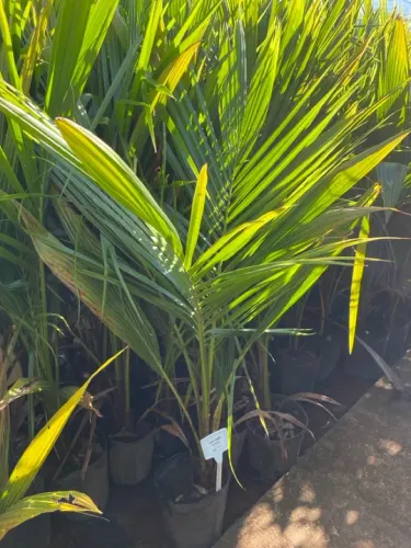 Muda de coco Anão