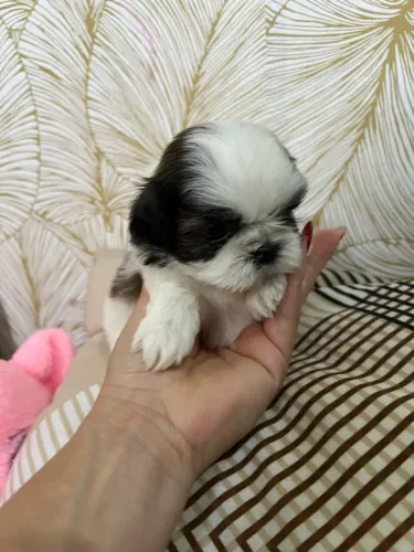 Shihtzu 