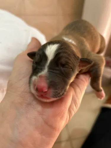 Filhotes - Pastor Ovelheiro Gaúcho