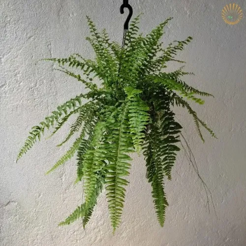 Samambaia Americana (nephrolepis Exaltata) Planta Natural