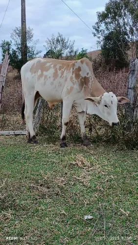 Tourinho,boi