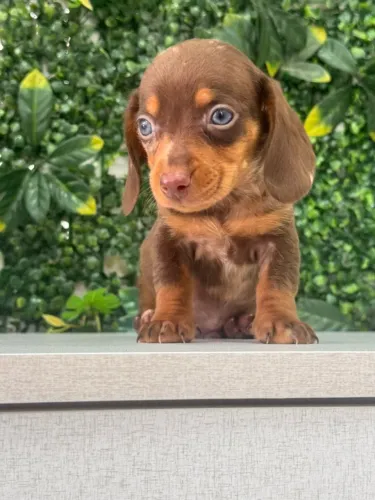 dachshund olhos verdes