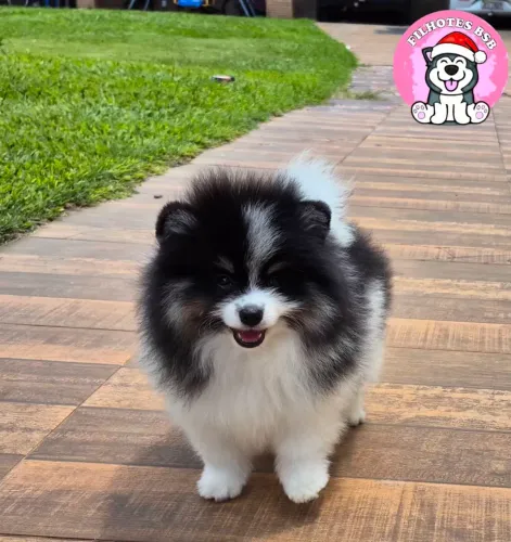 Spitz alemão- lulu da Pomerânia- 10x sem juros