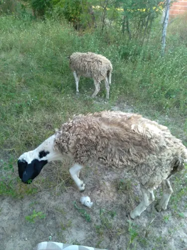 Ovelhas para Criação - Lindas e Saudáveis