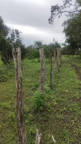 Sítio em Matinhas com 2 hectares