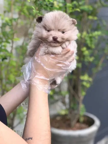 Spitz Alemão Anão na cor merle- Macho e/ou fêmea disponível - vacinado, com garantia total