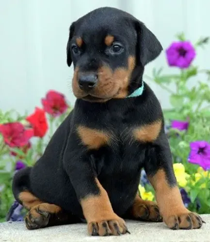 ? Filhotes de Doberman com excelente linhagem!