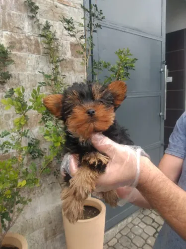 fêmea de Yorkshire disponível em loja com 58 dias vacinada e com pedigree padrão micro 
