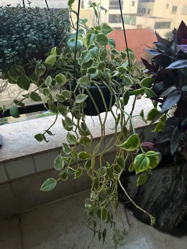 Planta peperomia 