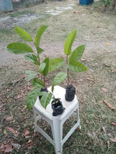 Muda de maracujá Azedo