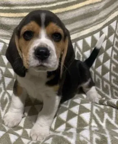 Beagle tricolor menor d raça