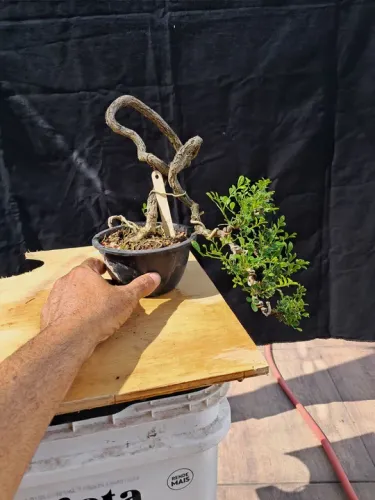 Bonsai de murta 20cm
