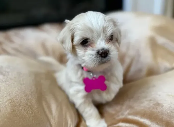 Lhasa Apso Macho Champagne - Pedigree Incluso e Adestrado