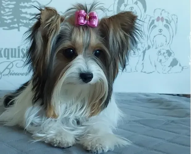 Yorkshire Colorido (Biewer Terrier) Vacinado com V8 Importada
