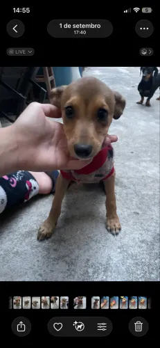 Cachorrinha 