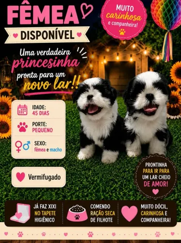 VENDE-SE CACHORRO SHITUZ