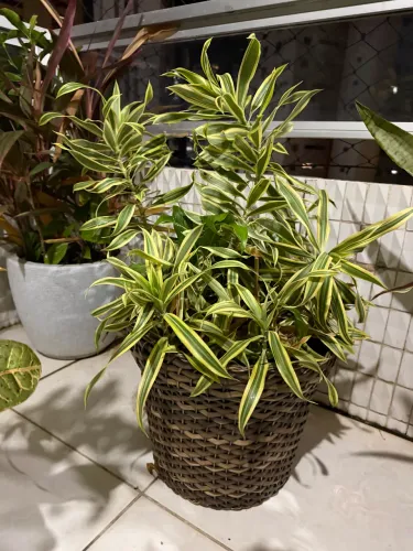 Planta natural decorativa Dracena Reflexa