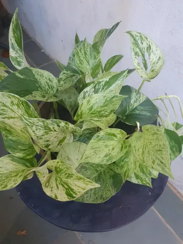 Planta Jibóia Branca