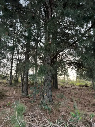 Terreno no Alagado Ponta Grossa