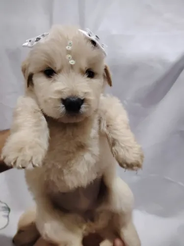 Filhotes de Golden Retriever